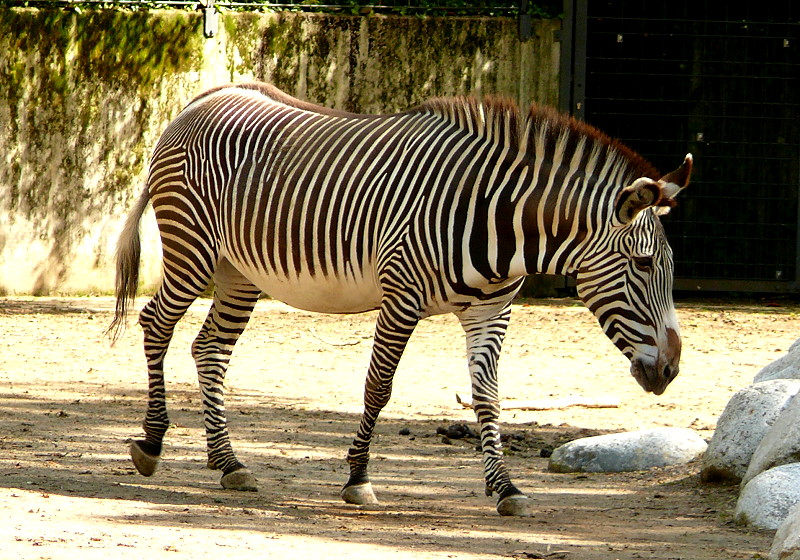 Grevy-Zebra am 17.05.2009 in Wilhelma/Stuttgart