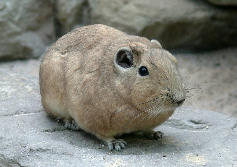 Gundi am 09.05.2009 in Wilhelma/Stuttgart