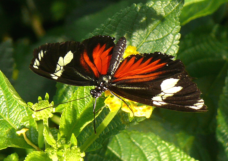 Schmetterling (Name gesucht) am 13.06.2009 in Wilhelma/Stuttgart