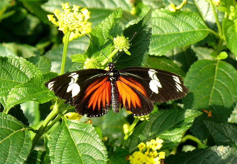 Schmetterling (Name gesucht) am 13.06.2009 in Wilhelma/Stuttgart