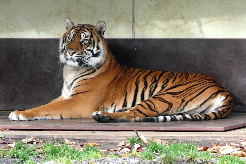 Sumatra-Tiger am 02.11.2008 in Wilhelma/Stuttgart
