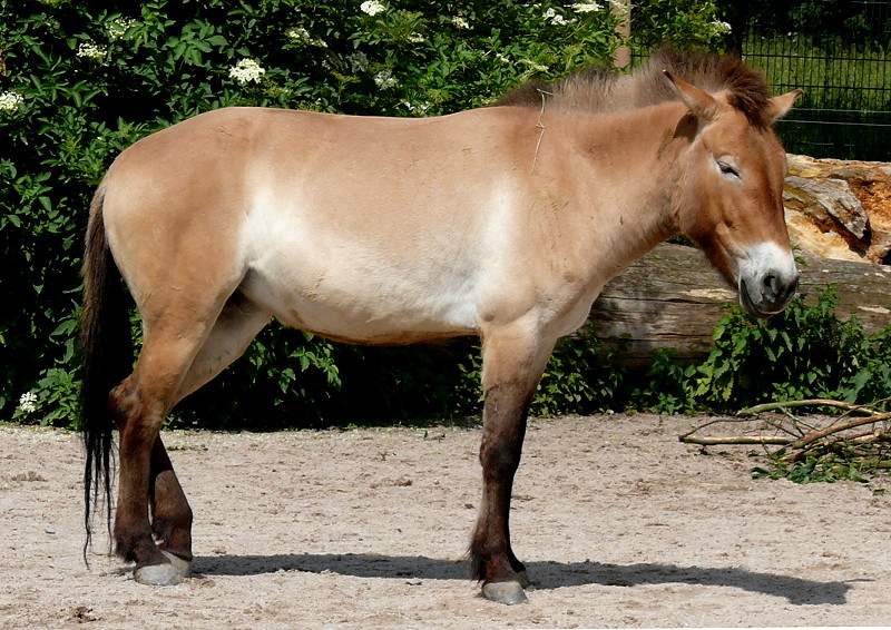 Urwildpferd (Przewalski-Pferd) am 27.05.2009 in Stuttgart/Wilhelma