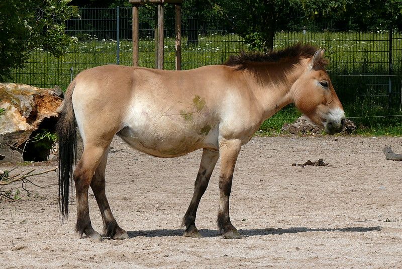Urwildpferd (Przewalski-Pferd) am 27.05.2009 in Stuttgart/Wilhelma