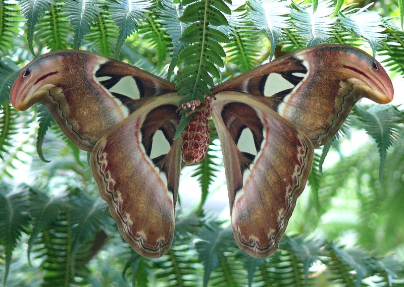 Atlasfalter (größter Schmetterling der Welt, bis 30cm Spannweite!) am 24.12.2008 in Wilhelma