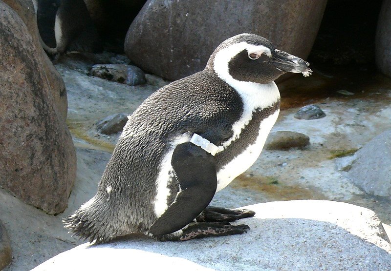 Pinguine am 09.06.2008 in Wilhelma/Stuttgart