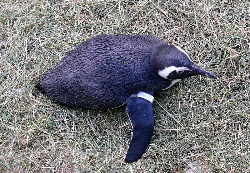 Pinguine am 24.12.2008 in Stuttgart/Wilhelma