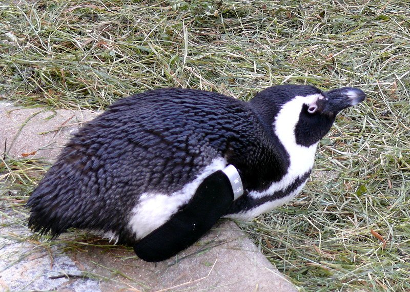 Pinguine am 24.12.2008 in Wilhelma/Stuttgart