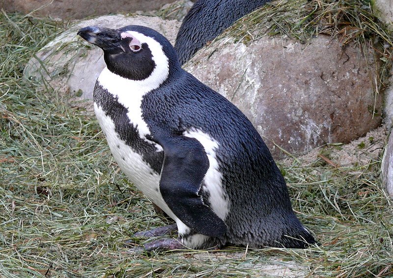 Pinguine am 24.12.2008 in Wilhelma/Stuttgart