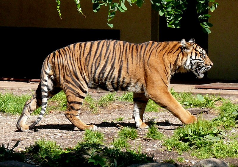 Sumatra-Tiger am 05.07.2008 in Wilhelma/Stuttgart