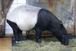 tapire/15955/tapir-am-24122008-in-wilhelmastuttgart Tapir am 24.12.2008 in Wilhelma/Stuttgart