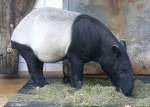 tapire/15956/tapir-am-24122008-in-wilhelmastuttgart Tapir am 24.12.2008 in Wilhelma/Stuttgart