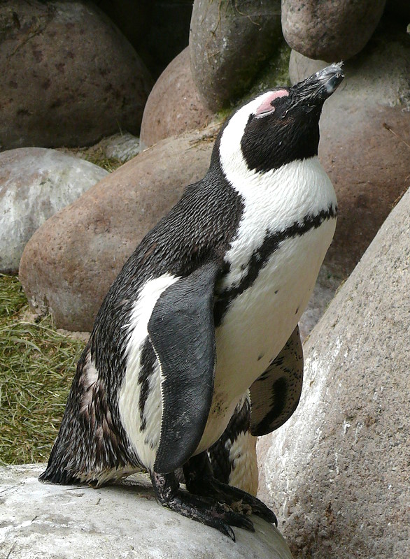 Brillen-Pinguine am 28.06.2009 in Wilhelma/Stuttgart