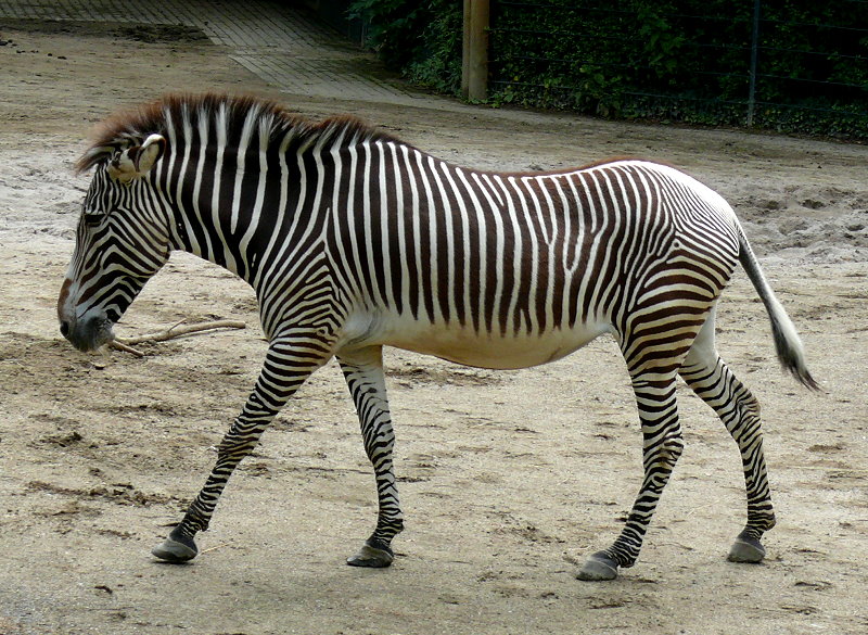 Grevy-Zebra am 28.06.2009 in Wilhelma/Stuttgart