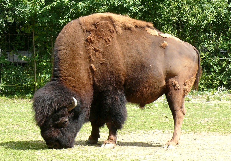 Bison am 28.06.2008 in Wilhelma/Stuttgart