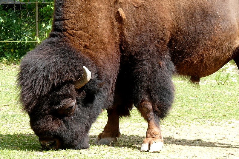 Bison am 28.06.2008 in Wilhelma/Stuttgart