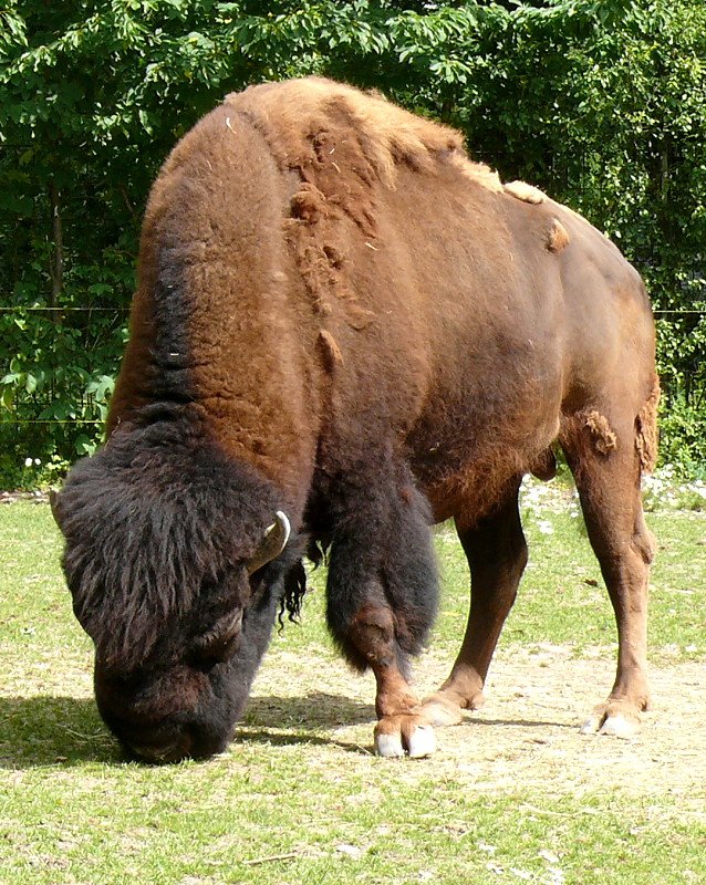 Bison am 28.06.2008 in Wilhelma/Stuttgart