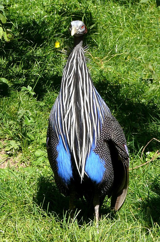 Geierperlhuhn am 21.06.2008 in Wilhelma/Stuttgart