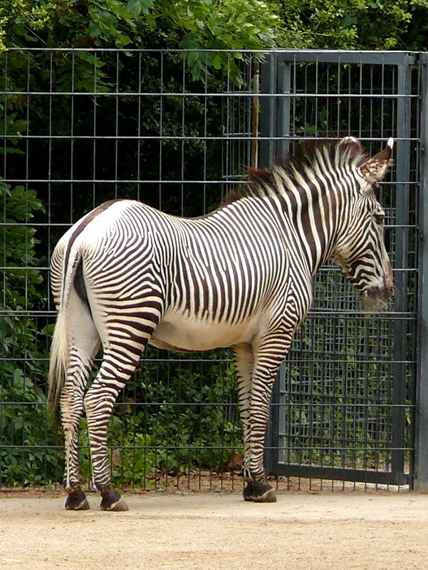 Grevy-Zebra am 28.06.2008 in Stuttgart/Wilhelma