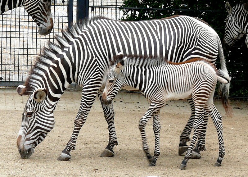 Grevy-Zebra am 28.06.2008 in Stuttgart/Wilhelma