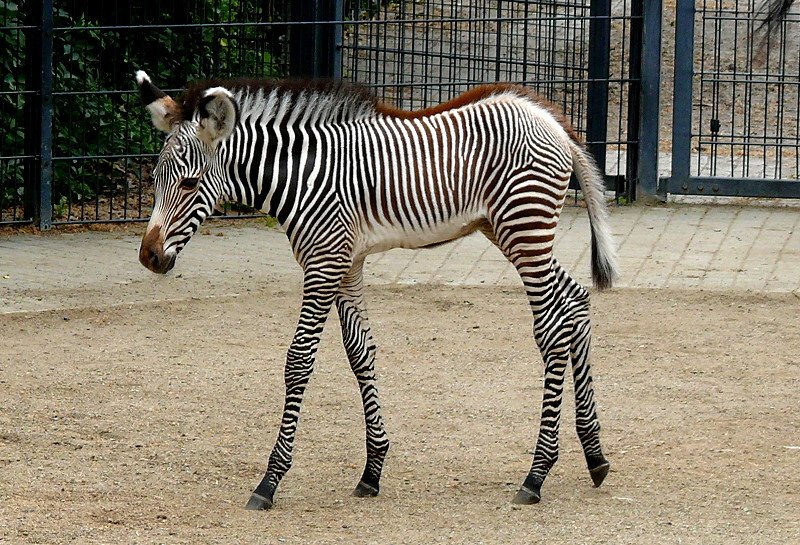 Grevy-Zebra am 28.06.2008 in Stuttgart/Wilhelma