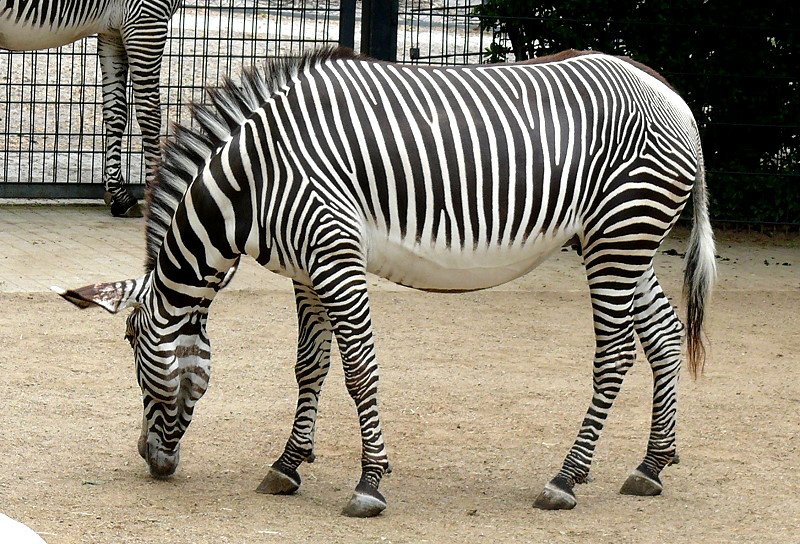 Grevy-Zebra am 28.06.2008 in Stuttgart/Wilhelma