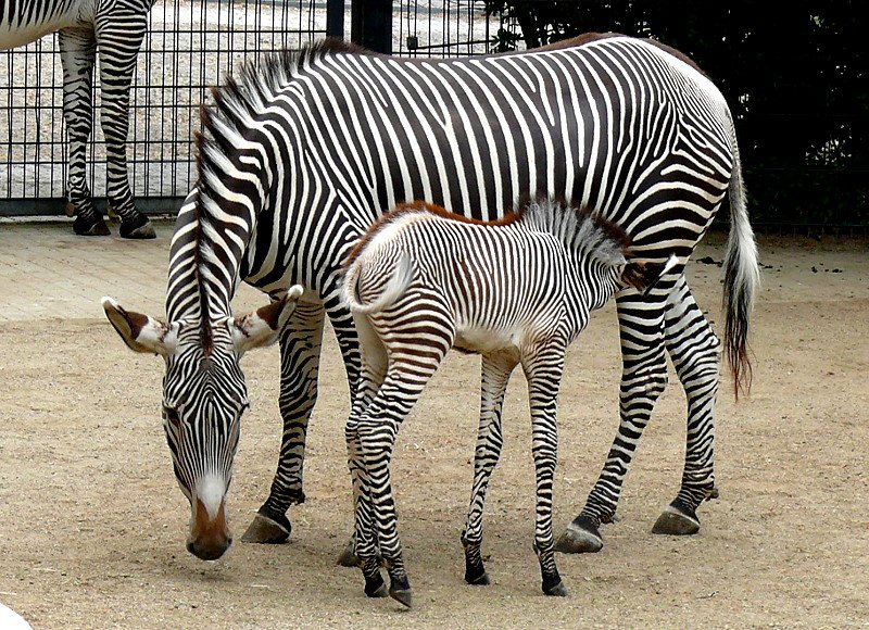 Grevy-Zebra am 28.06.2008 in Stuttgart/Wilhelma