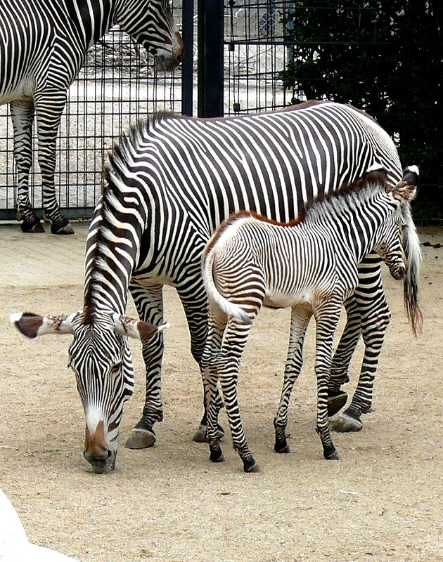 Grevy-Zebra am 28.06.2008 in Stuttgart/Wilhelma
