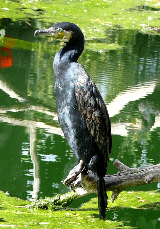 Kormoran am 04.07.2008 in Wilhelma/Stuttgart