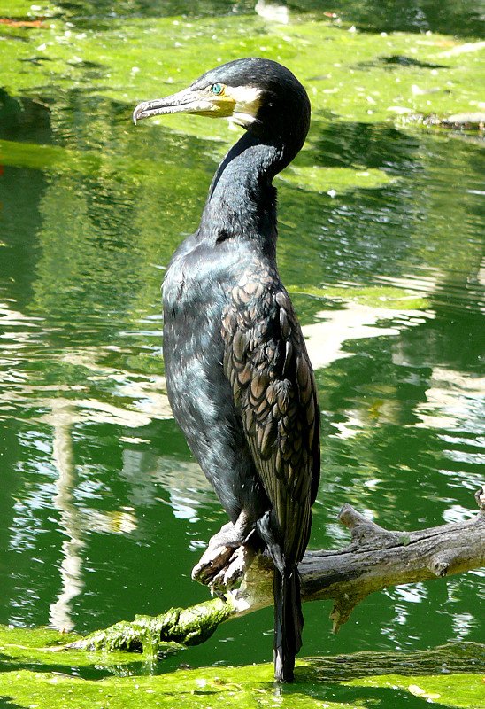 Kormoran am 04.07.2008 in Wilhelma/Stuttgart