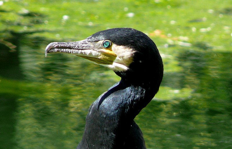 Kormoran am 04.07.2008 in Wilhelma/Stuttgart