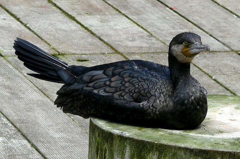 Kormoran am 19.07.2008 in Wilhelma/Stuttgart