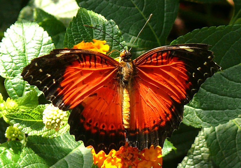 Monarch am 15.07.2008 in Wilhelma Stuttgart
