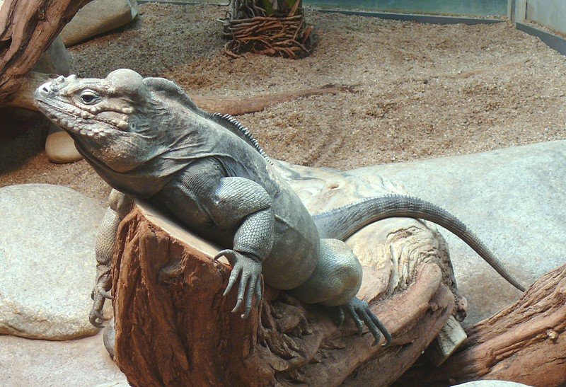 Nashornleguan am 28.06.2008 in Wilhelma/Stuttgart