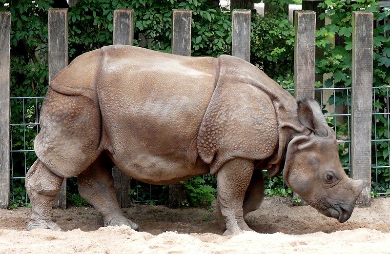 Panzernashorn am 18.06.2008 in Stuttgart/Wilhelma