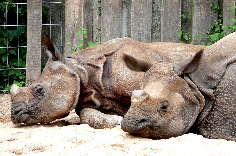 Panzernashorn am 18.06.2008 in Stuttgart/Wilhelma