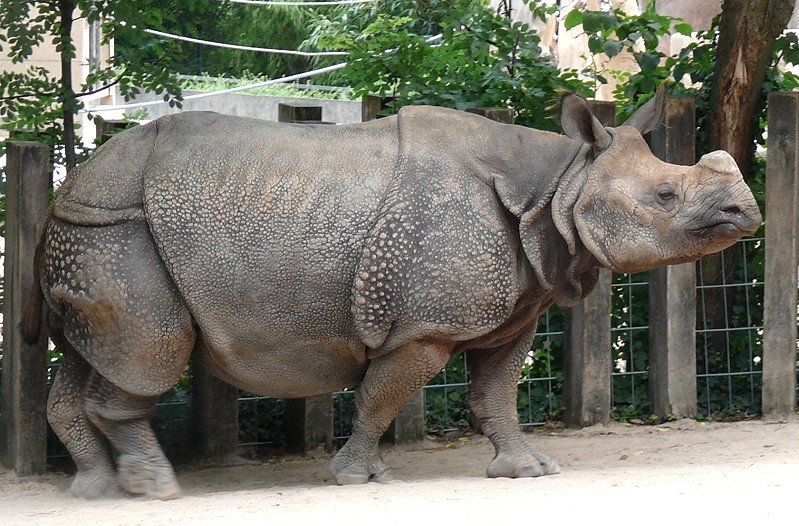 Panzernashorn am 29.06.2008 in Wilhelma/Stuttgart