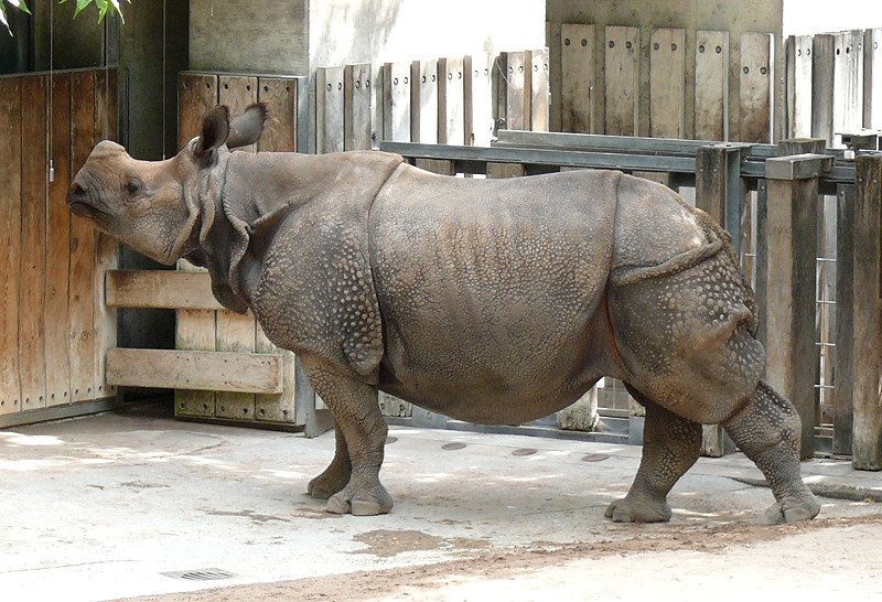 Panzernashorn am 29.06.2008 in Wilhelma/Stuttgart