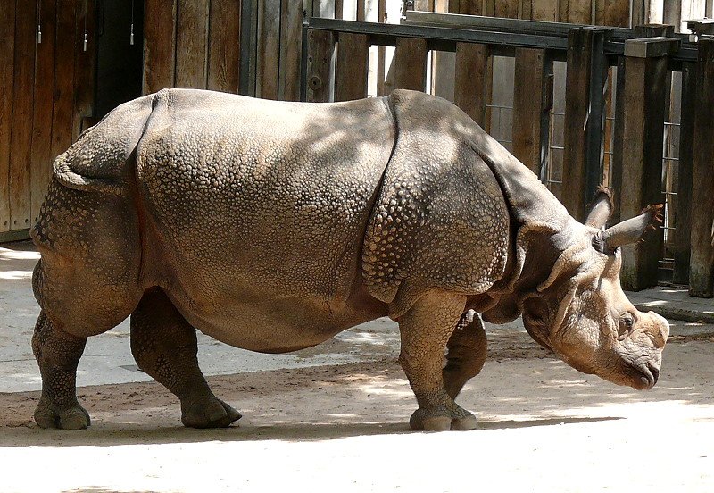 Panzernashorn am 29.06.2008 in Wilhelma/Stuttgart