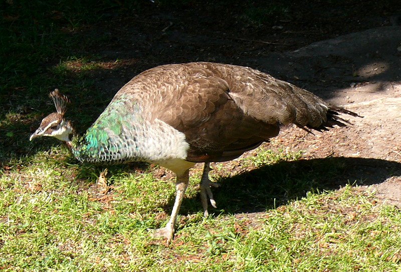 Pfau am 29.06.2008 in Stuttgart/Wilhelma