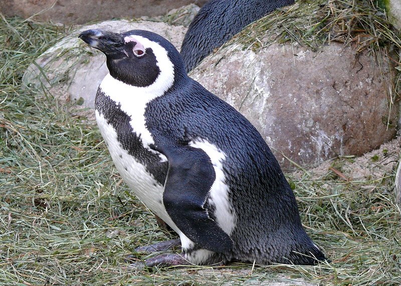 Pinguine am 24.12.2008 in Stuttgart/Wilhelma