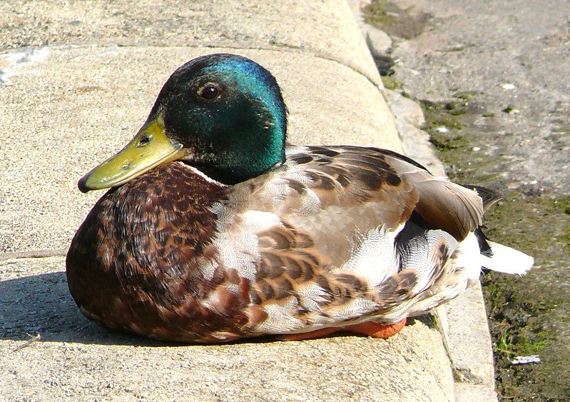 Stockente am 21.06.2008 in Wilhelma/Stuttgart