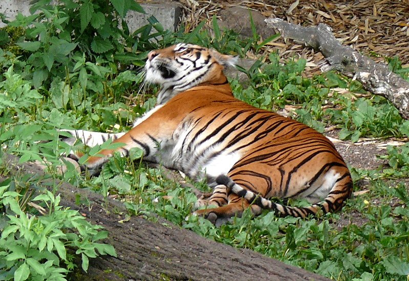 Sumatratiger am 29.06.2008 in Wilhelma/Stuttgart