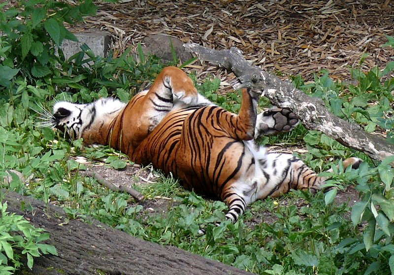 Sumatratiger am 29.06.2008 in Wilhelma/Stuttgart