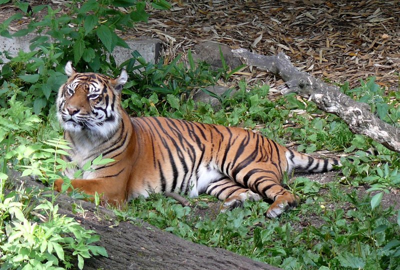 Sumatratiger am 29.06.2008 in Wilhelma/Stuttgart