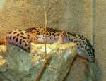 Geckoartige/297310/leopardgecko-am-17032010-in-wilhelmastuttgart Leopardgecko am 17.03.2010 in Wilhelma/Stuttgart