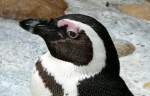 pinguinen/132118/brillen-pinguine-am-28062009-in-wilhelmastuttgart Brillen-Pinguine am 28.06.2009 in Wilhelma/Stuttgart