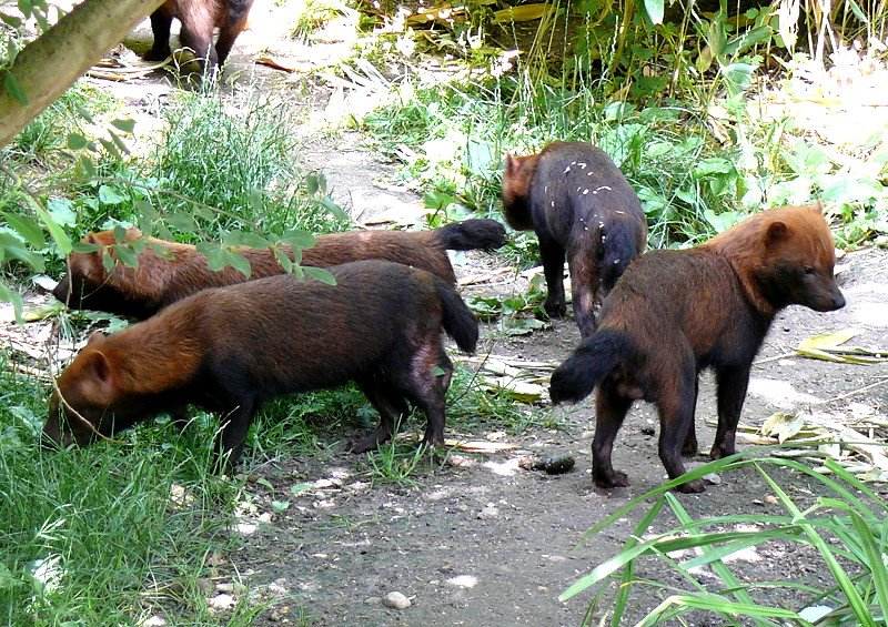 Waldhunde am 04.07.2008 in Wilhelma/Stuttgart